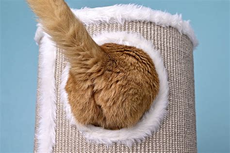 cat anus|Cat Butts: How They Provide Crucial Info About Your Kitty’s